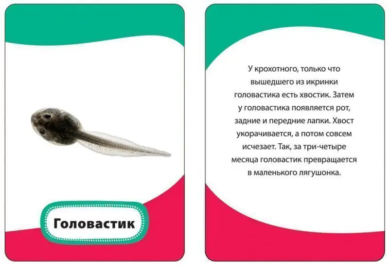 Уценка. Развивающие карточки. Мамы и малыши 3+