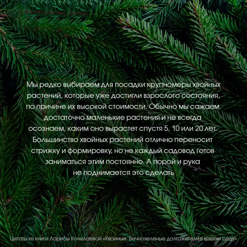Кочелаева Лариса: Энциклопедия хвойных растений. Вечнозелёные долгожители в вашем саду