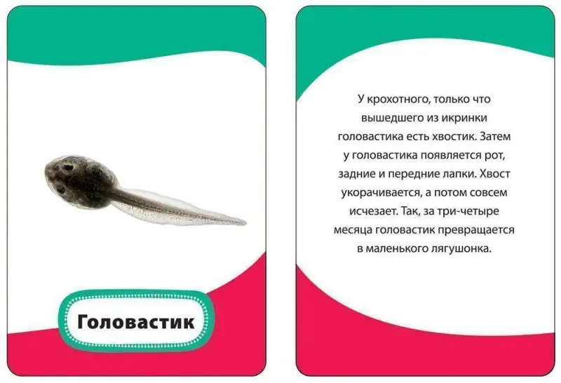 Развивающие карточки. Мамы и малыши 3+