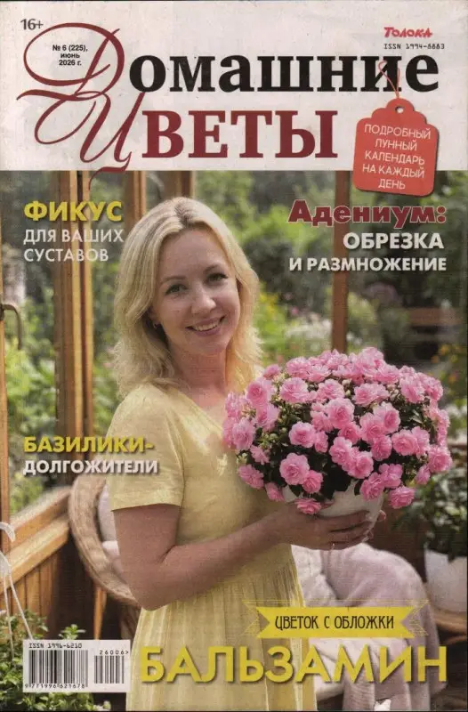 Домашние цветы 06/26