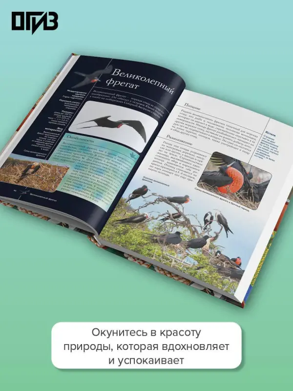Спектор Анна Артуровна, Папуниди Елена Алексеевна: Птицы. Иллюстрированный гид