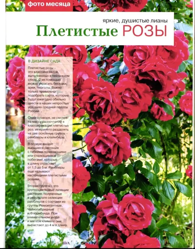 Журнал САД СВОИМИ РУКАМИ №08/2019
