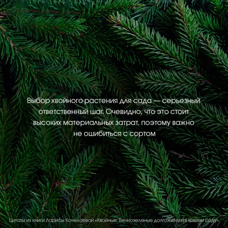 Кочелаева Лариса: Энциклопедия хвойных растений. Вечнозелёные долгожители в вашем саду