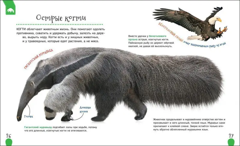 Уценка. Удивительные животные. Первая энциклопедия