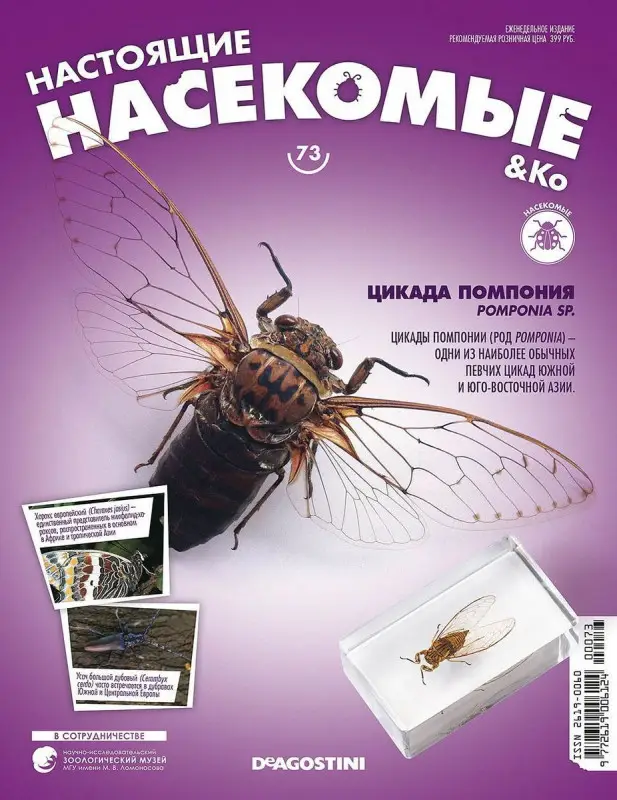 Журнал № 73 "Настоящие насекомые" (Цикада помпония )