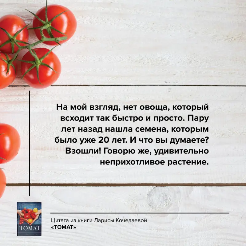 Кочелаева Лариса: Томат. Выращиваем, ухаживаем и едим