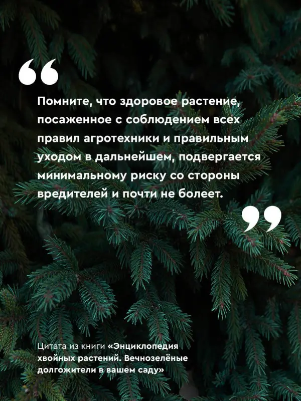 Кочелаева Лариса: Энциклопедия хвойных растений. Вечнозелёные долгожители в вашем саду