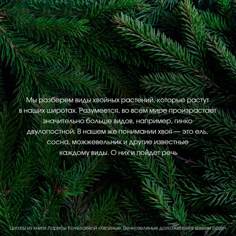 Кочелаева Лариса: Энциклопедия хвойных растений. Вечнозелёные долгожители в вашем саду