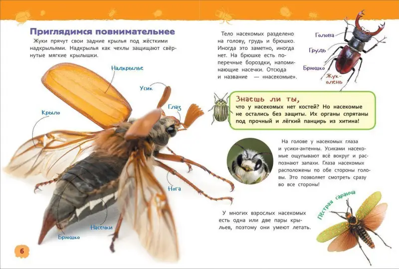 Насекомые. Энциклопедия для детского сада