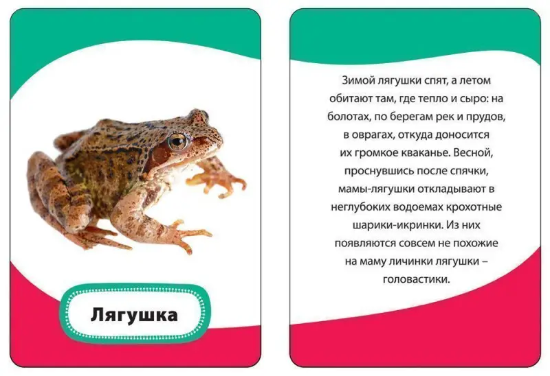 Уценка. Развивающие карточки. Мамы и малыши 3+
