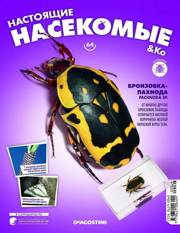 Журнал № 64 "Настоящие насекомые" (Бронзовка-пахнода )