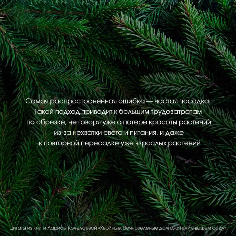 Кочелаева Лариса: Энциклопедия хвойных растений. Вечнозелёные долгожители в вашем саду