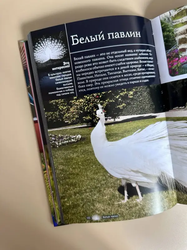 Спектор Анна Артуровна, Папуниди Елена Алексеевна: Птицы. Иллюстрированный гид