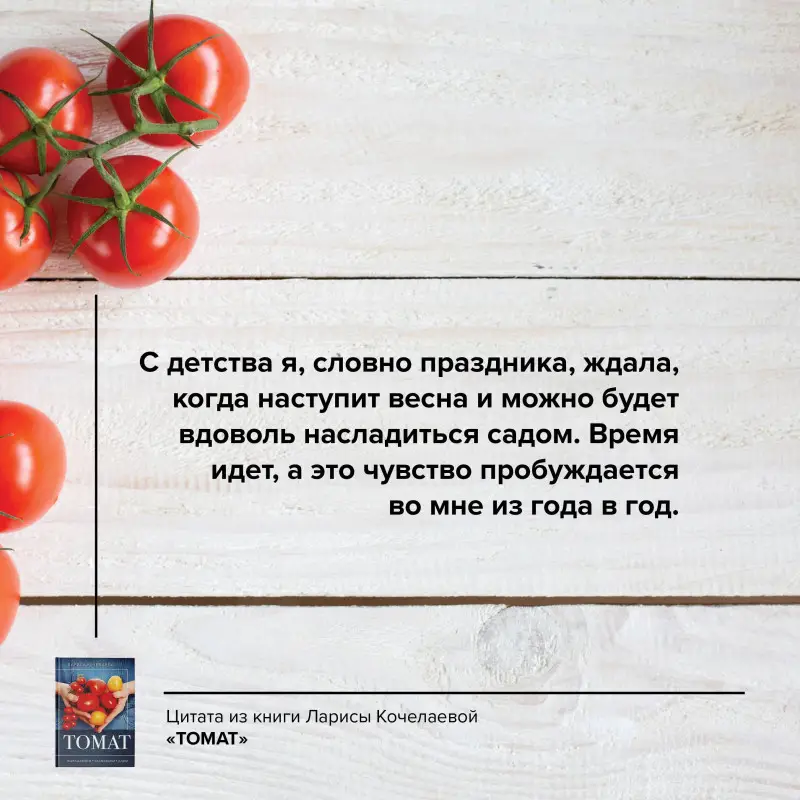 Кочелаева Лариса: Томат. Выращиваем, ухаживаем и едим